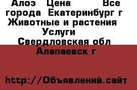 Алоэ › Цена ­ 150 - Все города, Екатеринбург г. Животные и растения » Услуги   . Свердловская обл.,Алапаевск г.